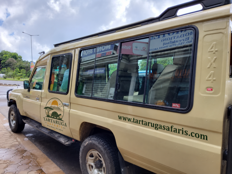 Safari Land Cruiser with proposed Tartaruga Safaris branding — digital sticker preview