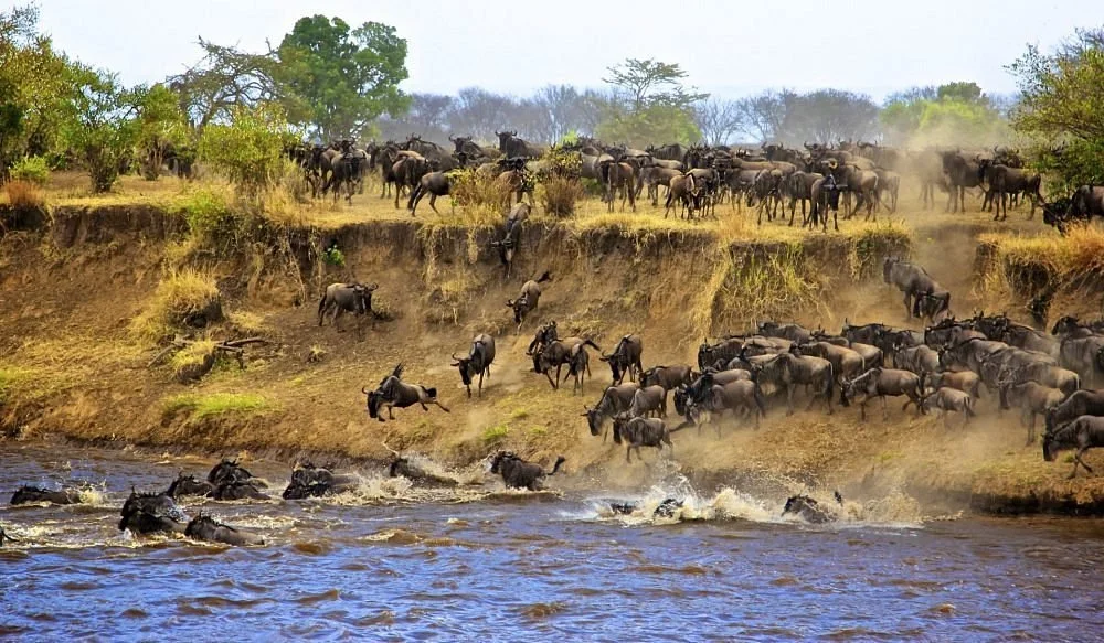 Wildebeest gathering along a riverbank