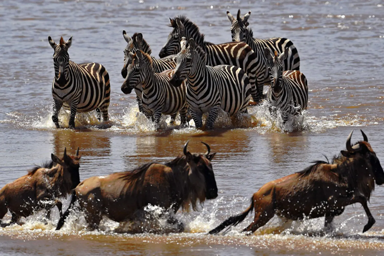 Zèbres et gnous traversant une rivière — Tartaruga Safaris