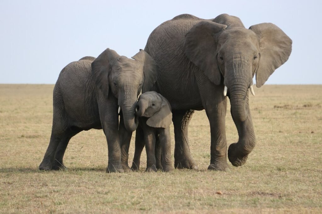 Elephants in grassland — wildlife journeys with Tartaruga Safaris