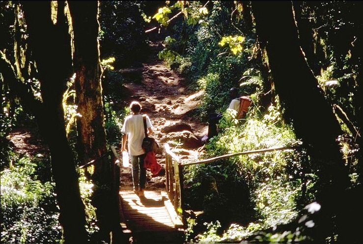 Forest path towards Mandara Hut on Kilimanjaro’s Marangu Route