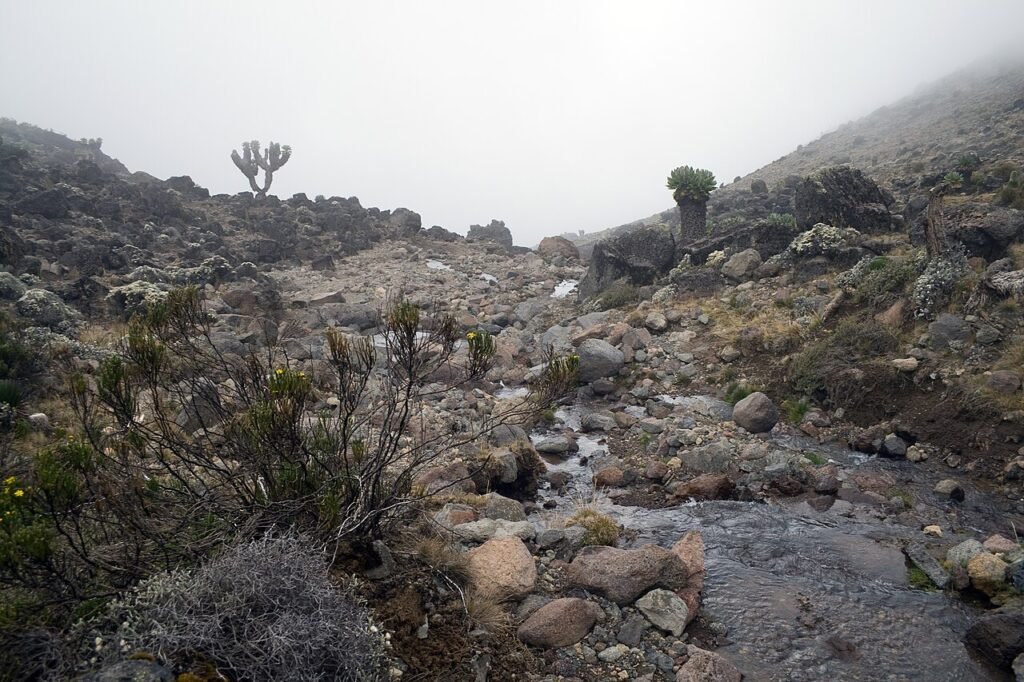 Giant groundsels and a stream on Kilimanjaro's mountain slopes