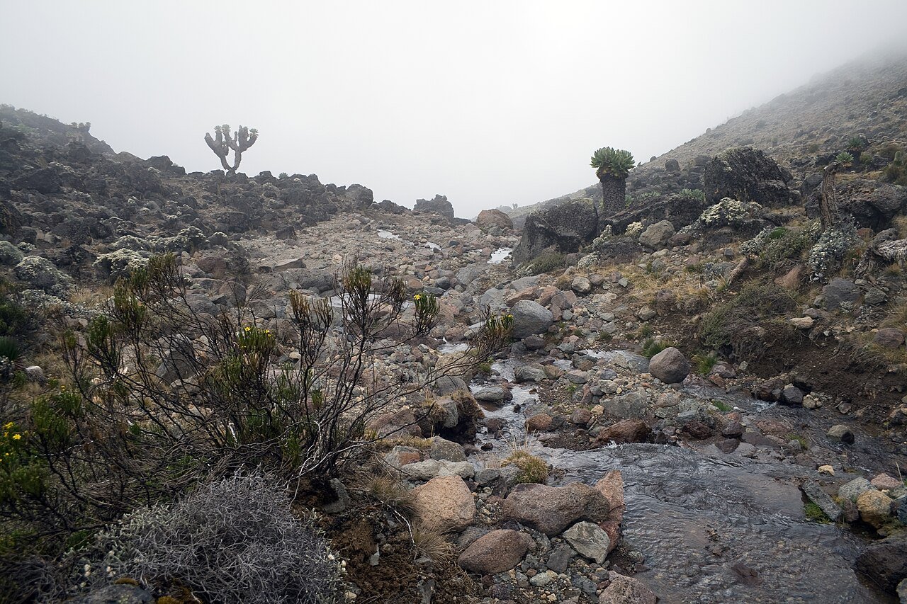 Giant groundsels beside a stream on Kilimanjaro’s Machame–Mweka Route