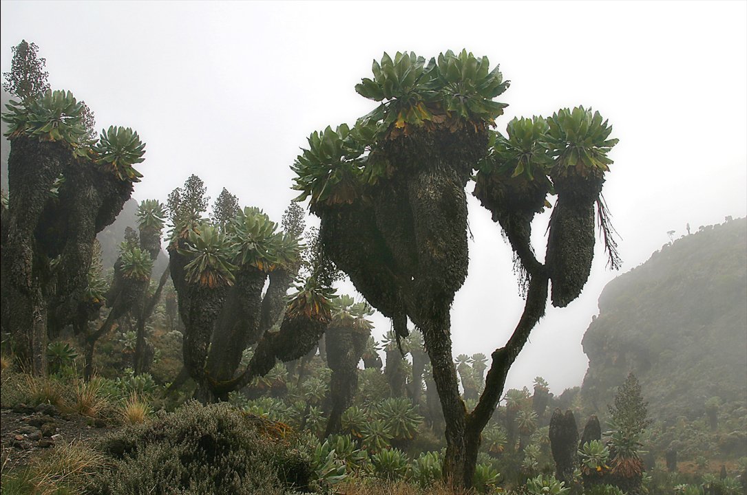 Giant groundsels near Barranco on Mount Kilimanjaro