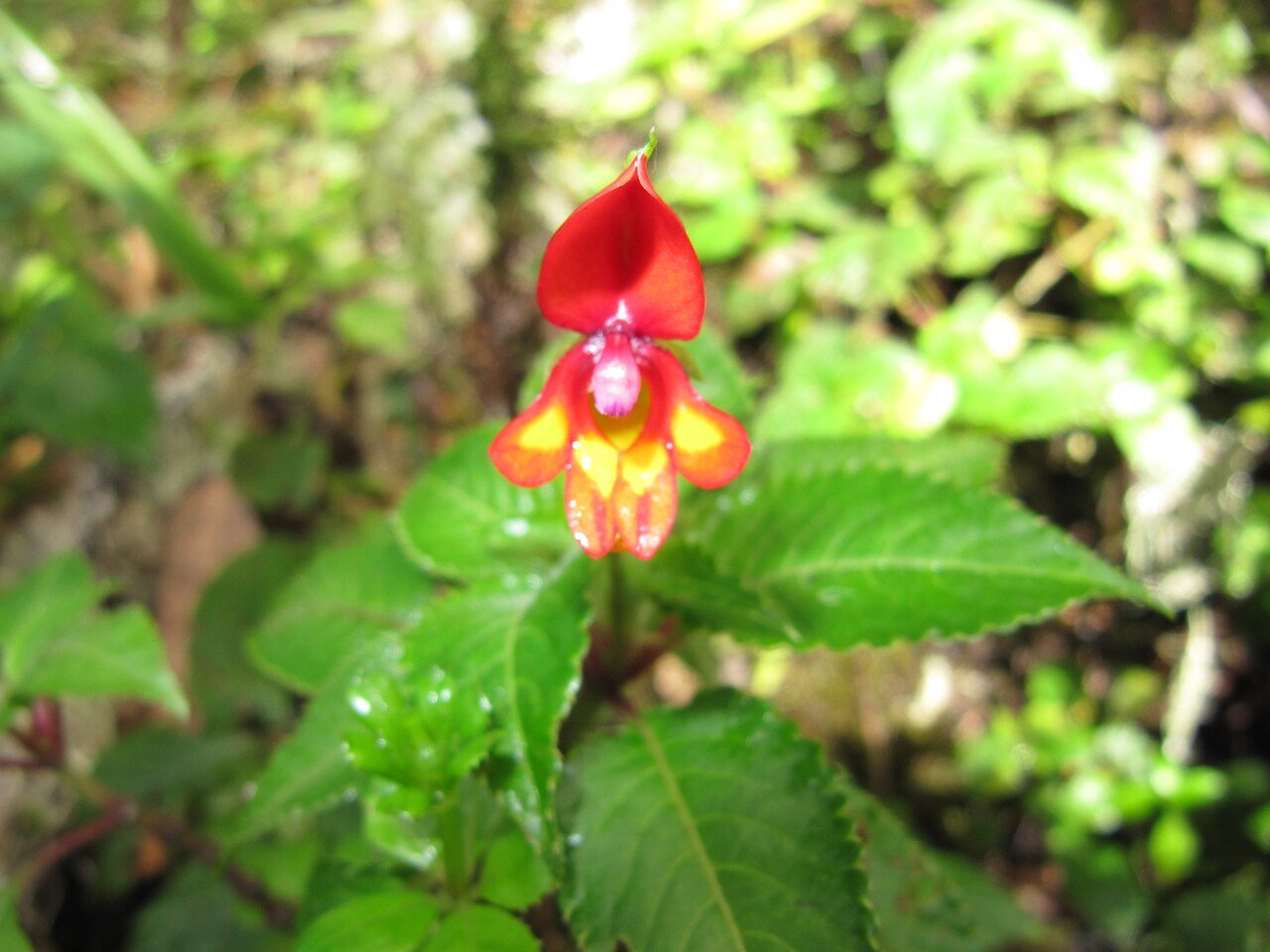 Impatiens kilimanjari flower in Kilimanjaro rainforest — Marangu forest-hike flora illustration