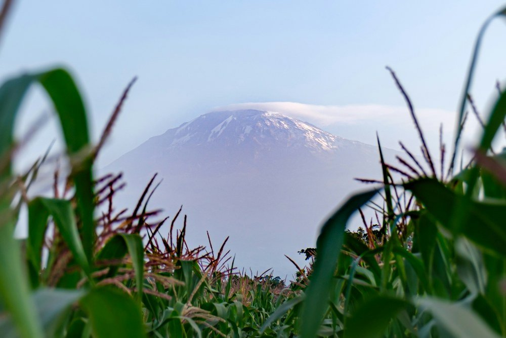 Champs au pied du Kilimandjaro — Tartaruga Safaris