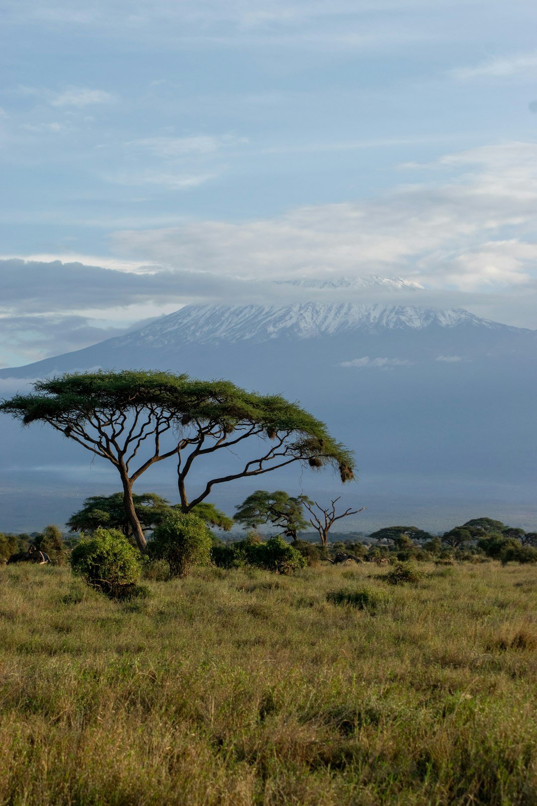 Paisagem do Monte Kilimanjaro — Tartaruga Safaris