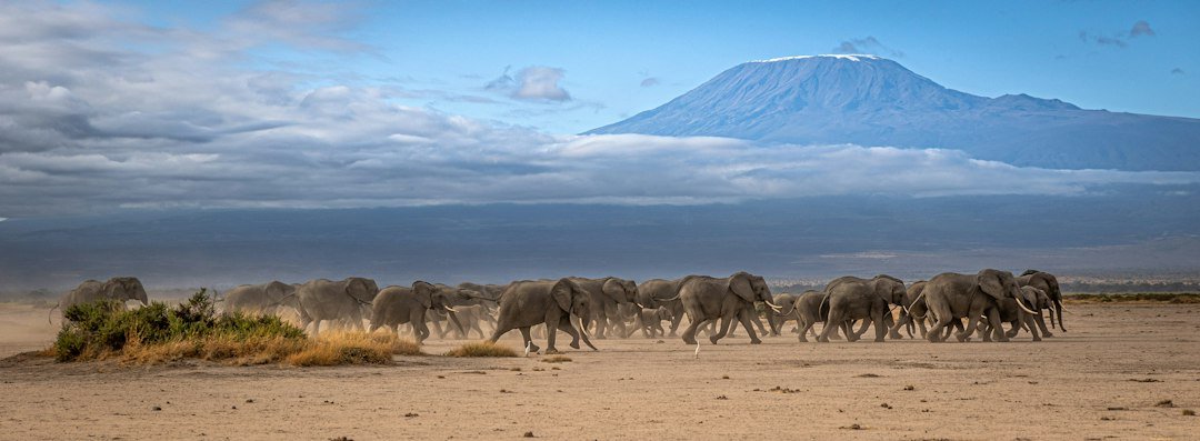 Paisagem do Monte Kilimanjaro — Tartaruga Safaris