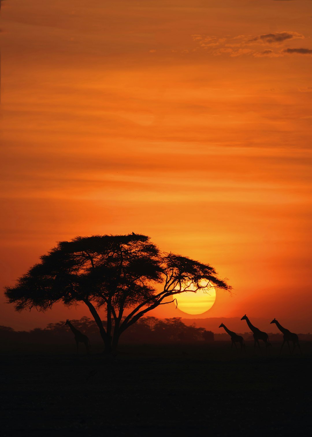 乞力马扎罗山地景观 — Tartaruga Safaris