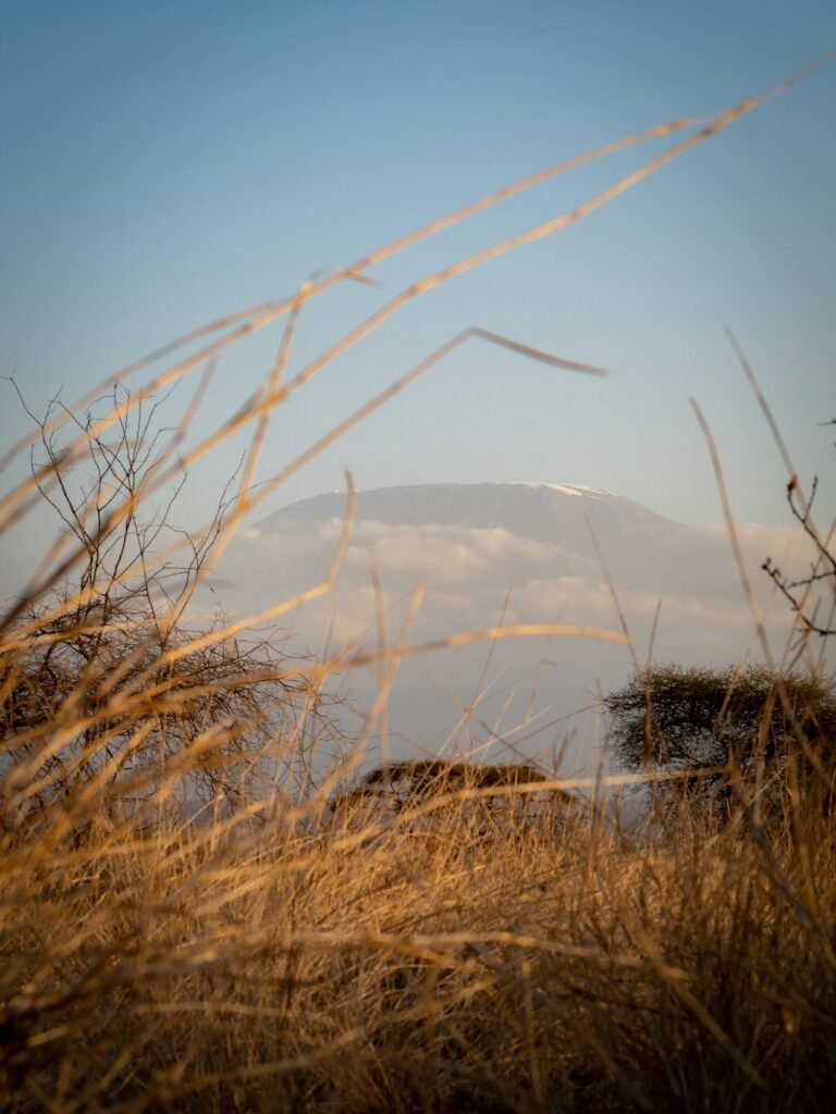 Dry grasses framing a distant mountain