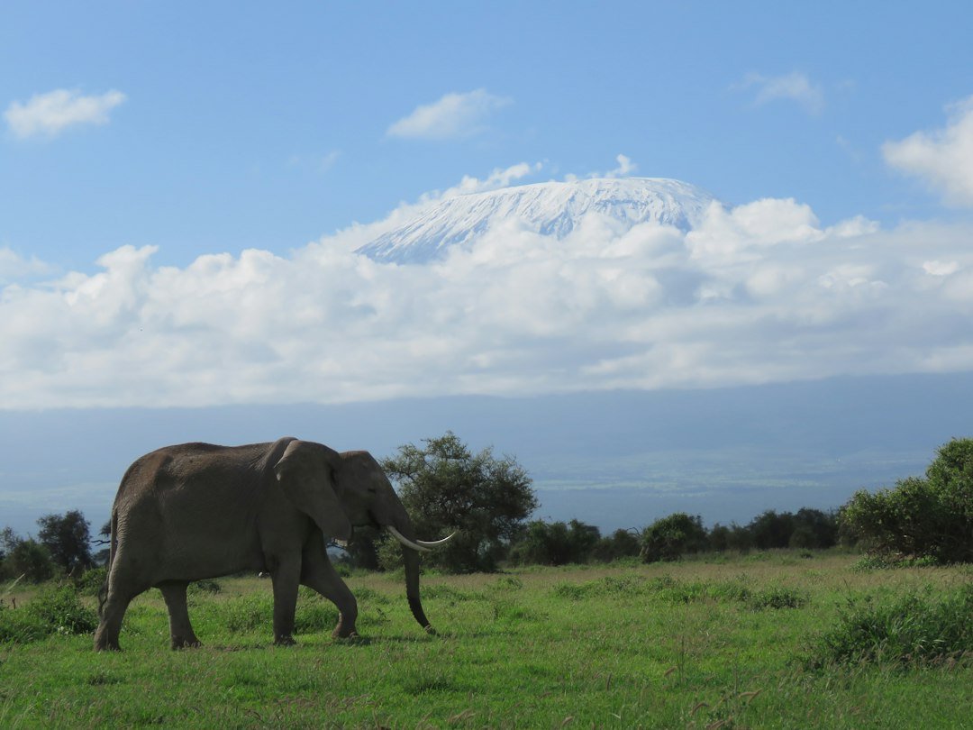 Elefante numa planície verde com o Kilimanjaro coberto de neve ao fundo