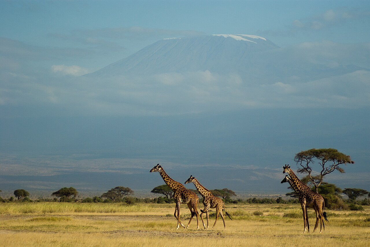 Giraffes on the plains below Kilimanjaro — Kilema and Marangu cycling inspiration