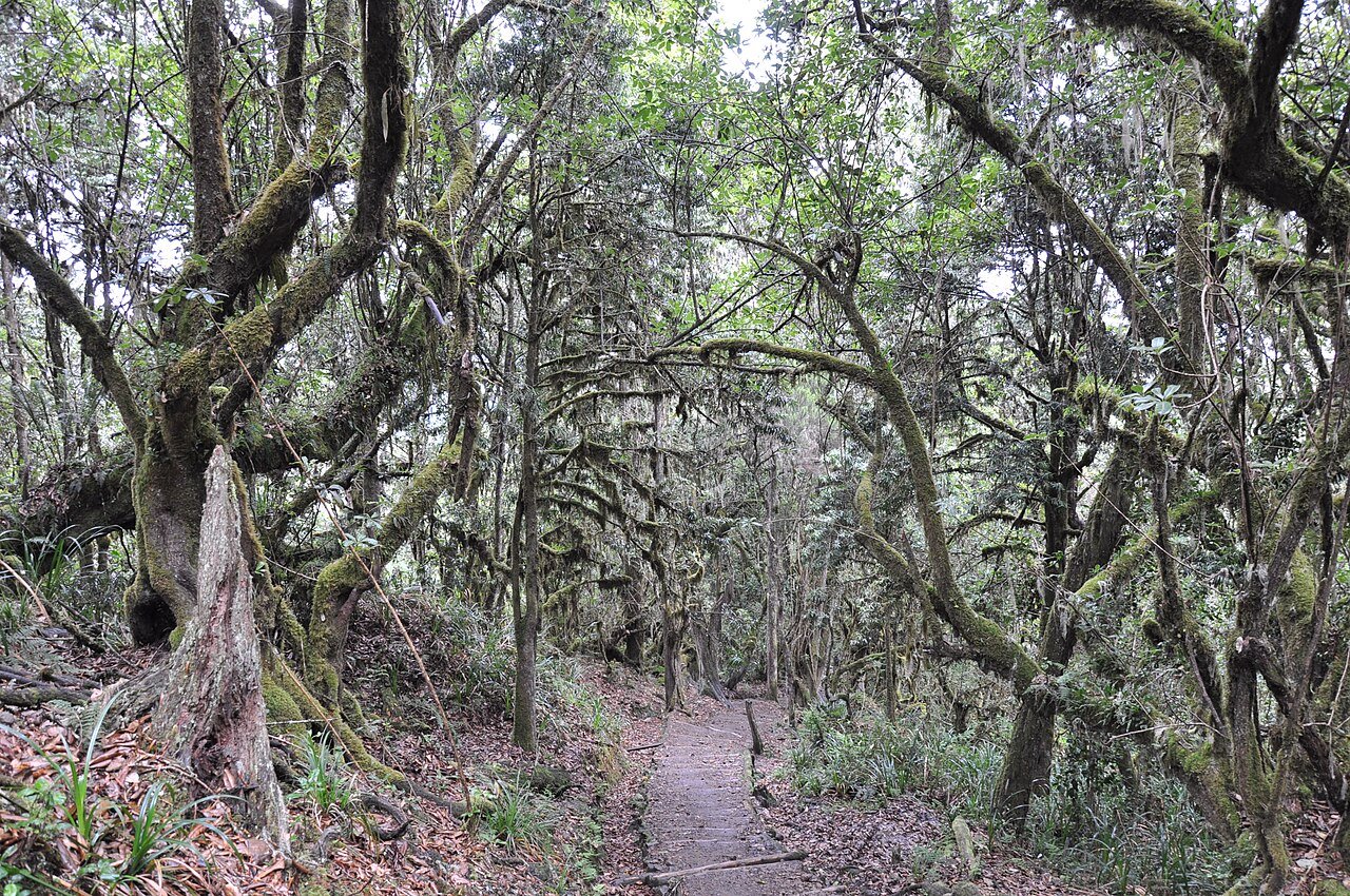 Sentier forestier du Kilimandjaro — Tartaruga Safaris