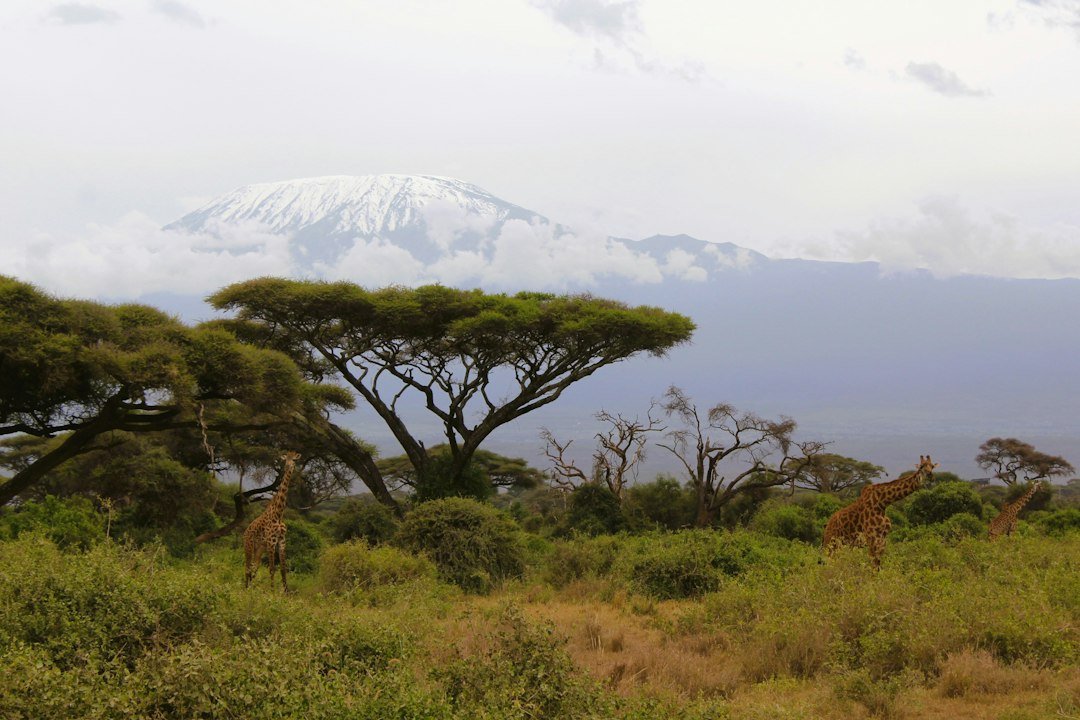 Kilimanjaro mountain landscape — Tartaruga Safaris