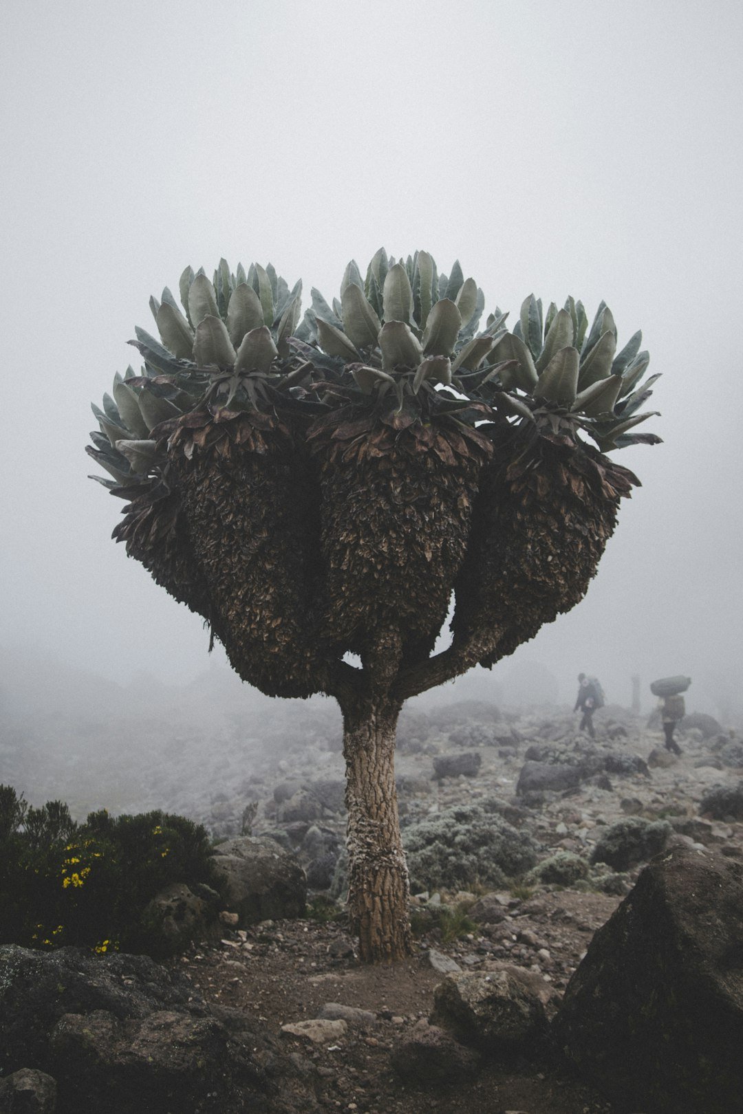 Giant senecio vegetation on Kilimanjaro — Tartaruga Safaris