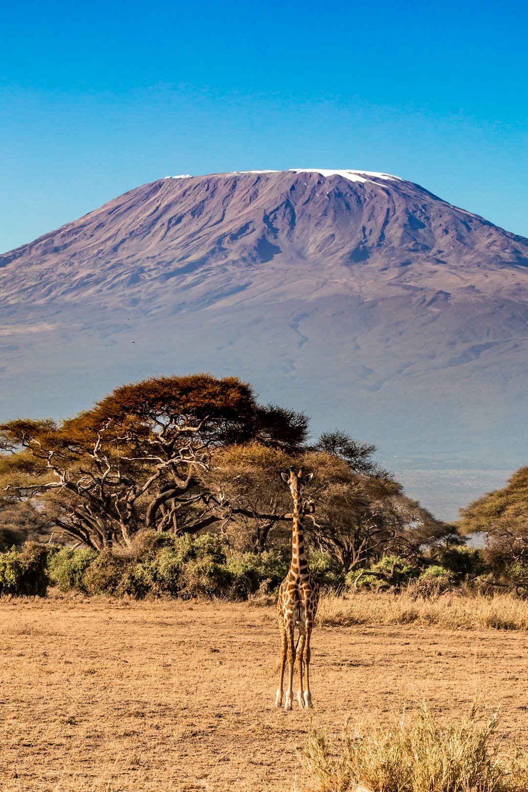 Paisaje del monte Kilimanjaro — Tartaruga Safaris