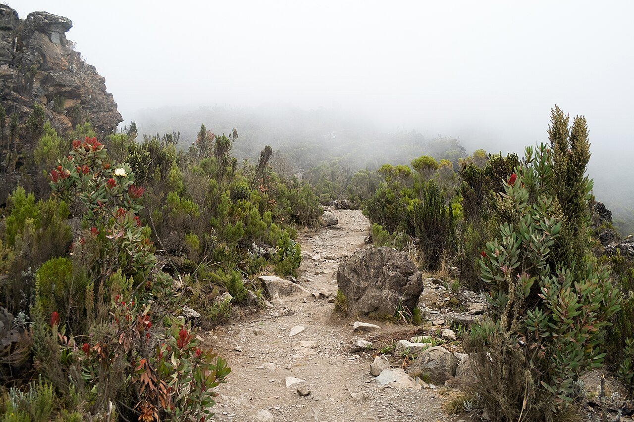 乞力马扎罗山地景观 — Tartaruga Safaris