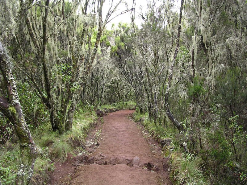 Sendero forestal en el Kilimanjaro — Tartaruga Safaris