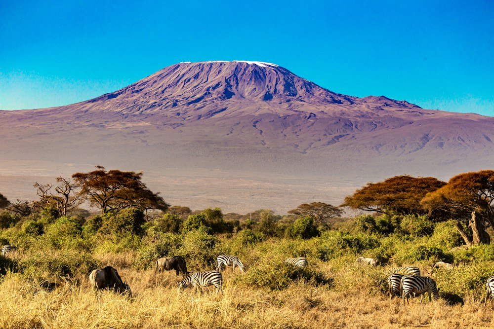 Kilimandjaro vu depuis Amboseli au Kenya — Tartaruga Safaris