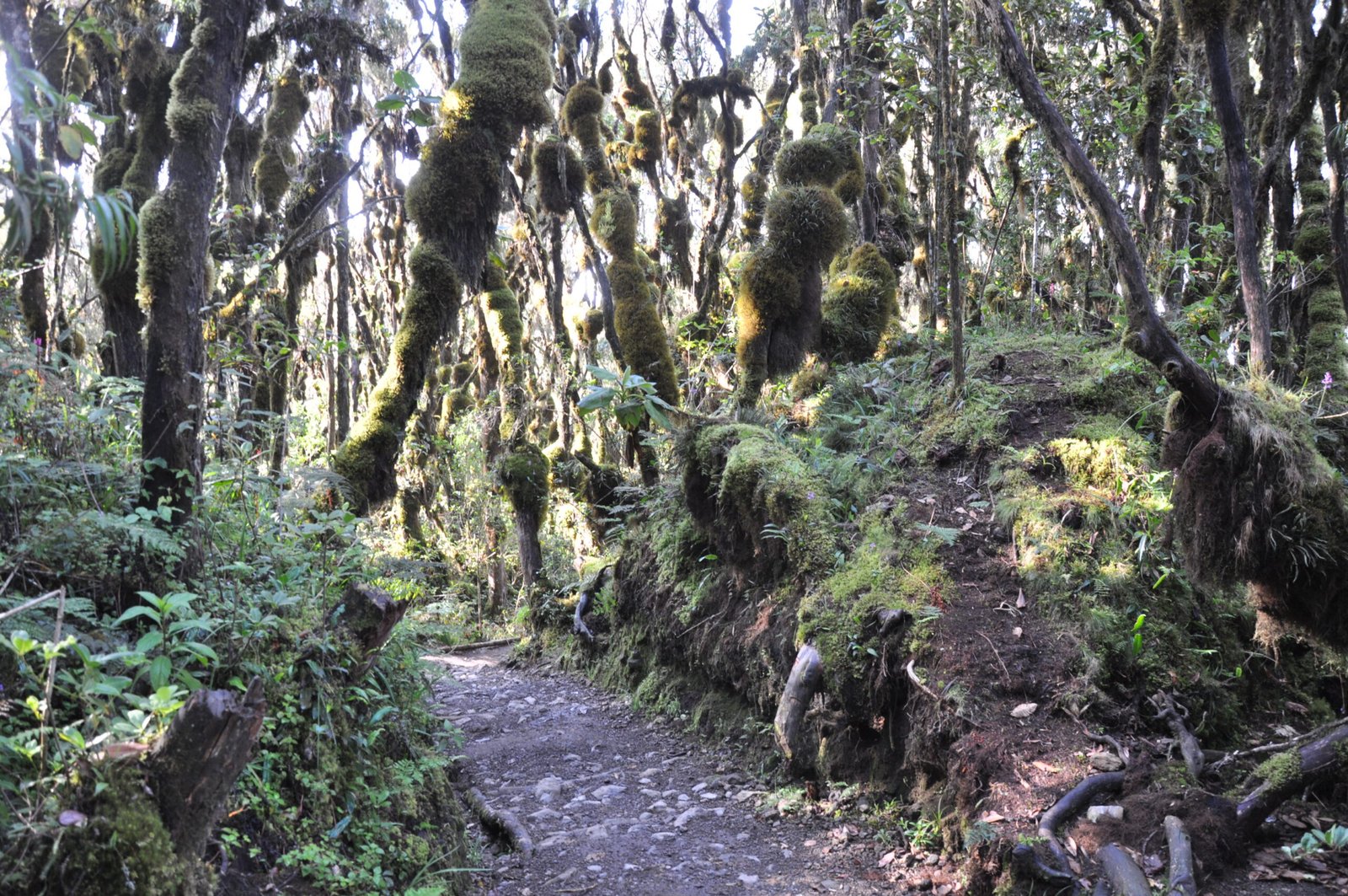 Montane rainforest on Mount Kilimanjaro photographed in 2009