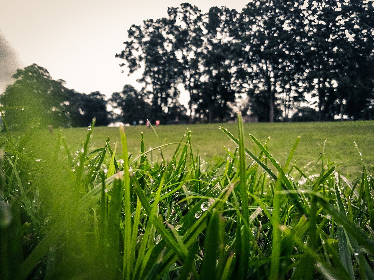 Rain-covered grass at Mweka on the slopes of Kilimanjaro