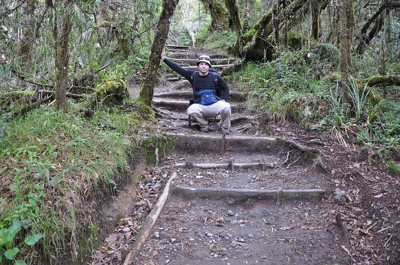 Rainforest on the Mweka descent trail from Kilimanjaro