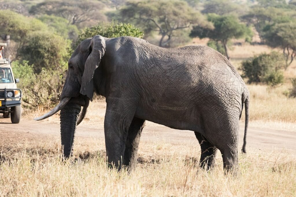 Elephant standing in dry woodland beside a safari track