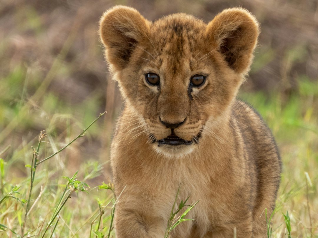 Lion in a wildlife scene — Tartaruga Safaris