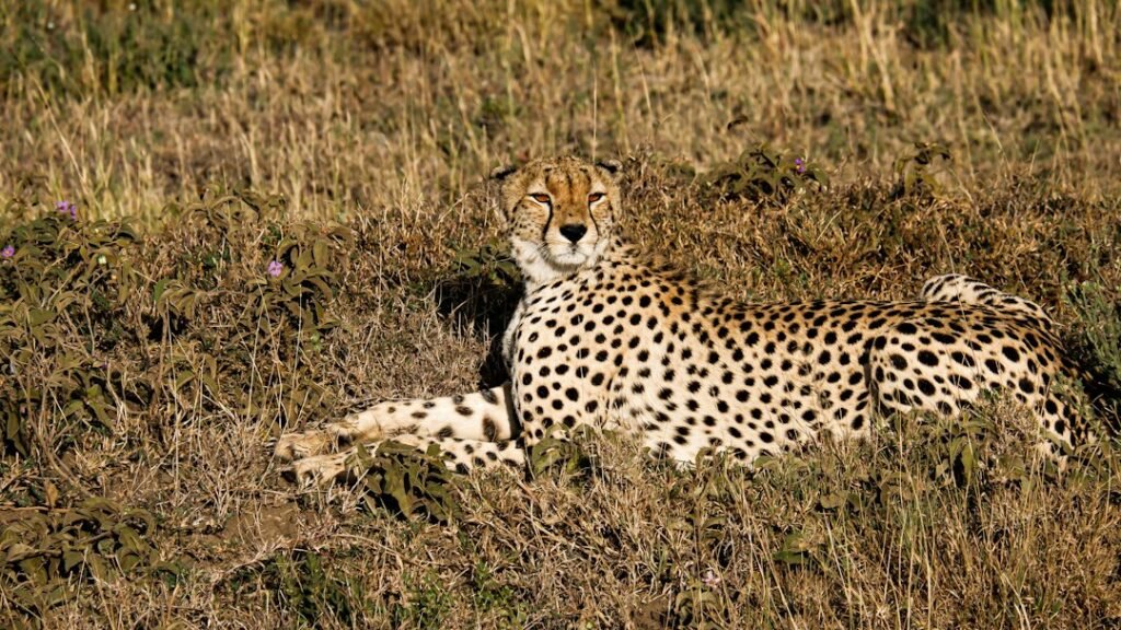 Cheetah lying in dry grass with its head raised