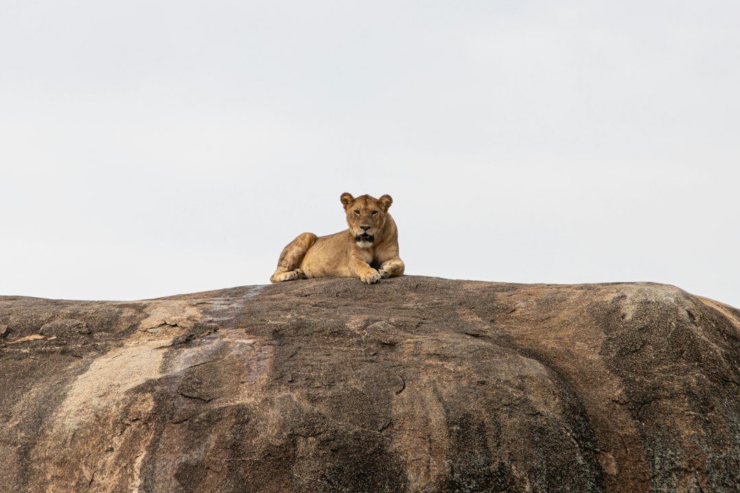 Lion in a wildlife scene — Tartaruga Safaris