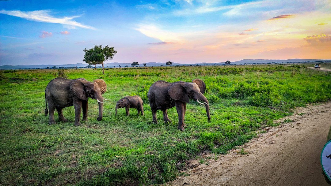 Elephant in a wildlife scene — Tartaruga Safaris