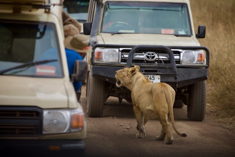 Lioness walking between safari vehicles on a dirt track