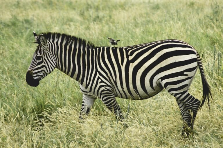 Zebra standing side-on in a green field