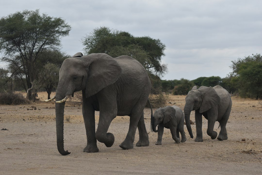 Elephant in a wildlife scene — Tartaruga Safaris