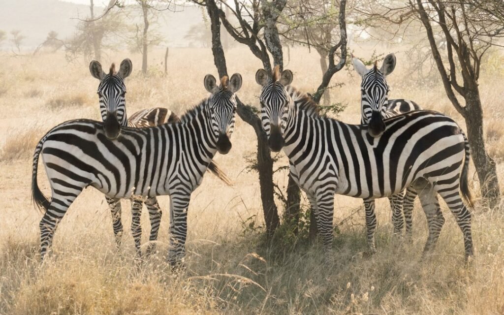 A group of zebras facing the camera beneath trees