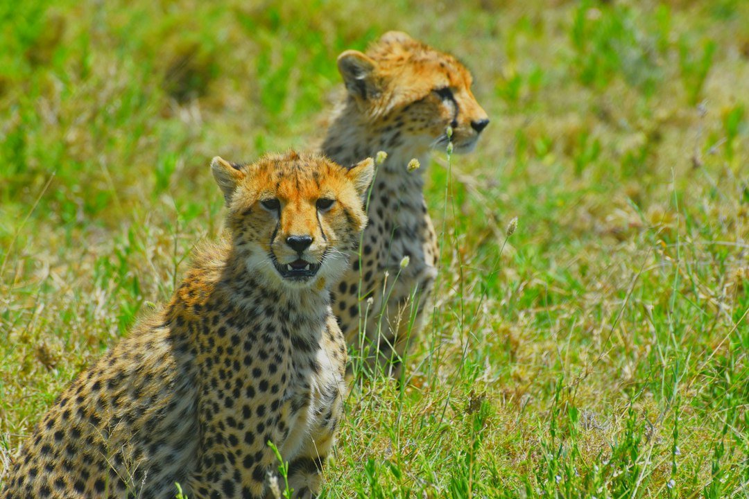 Cheetah in a wildlife scene — Tartaruga Safaris