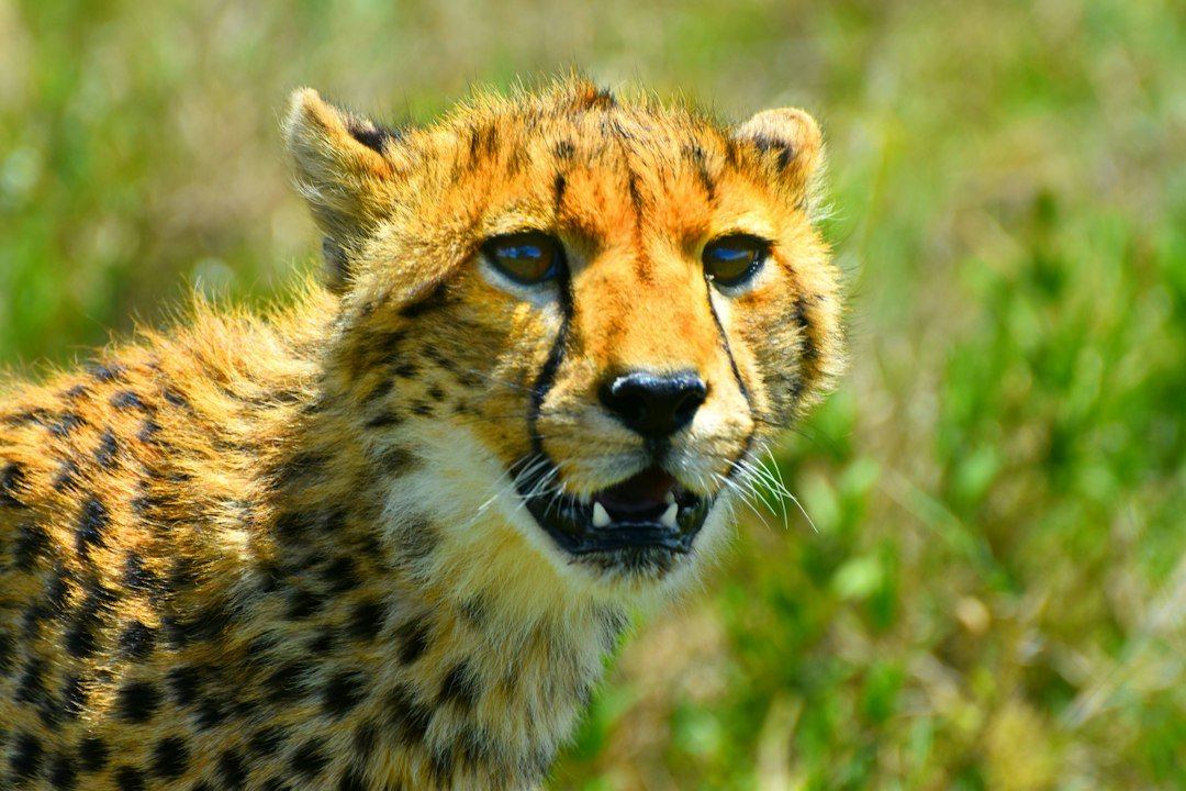 Cheetah in a wildlife scene — Tartaruga Safaris