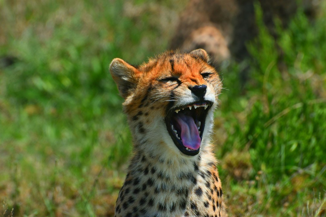 Cheetah in a wildlife scene — Tartaruga Safaris