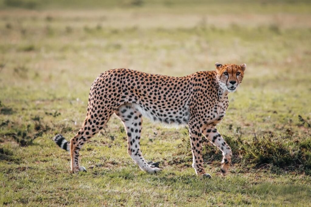 Cheetah walking across open grassland