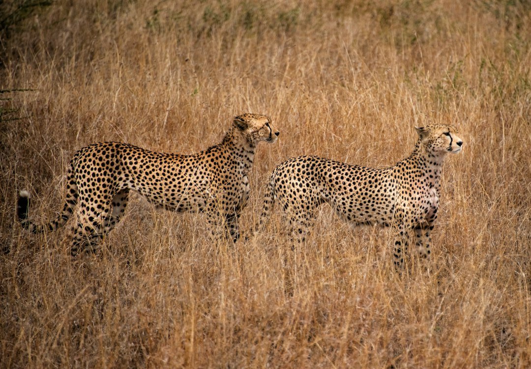 Cheetah in a wildlife scene — Tartaruga Safaris