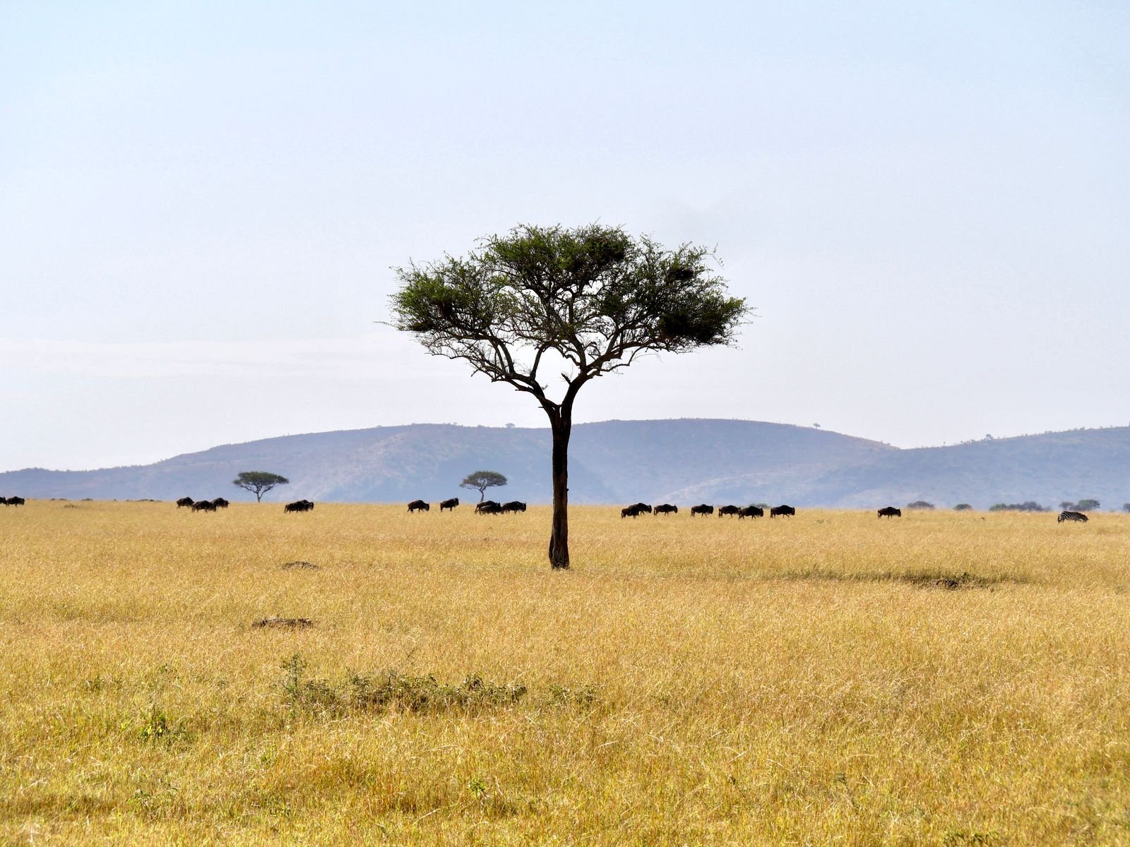 Wildebeest on the Serengeti plains beside an acacia tree