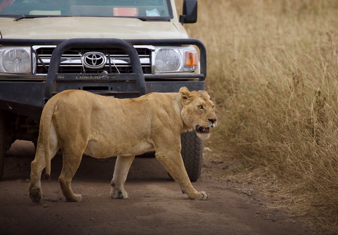 Leoa junto a um veículo de safári no Serengeti — Tartaruga Safaris