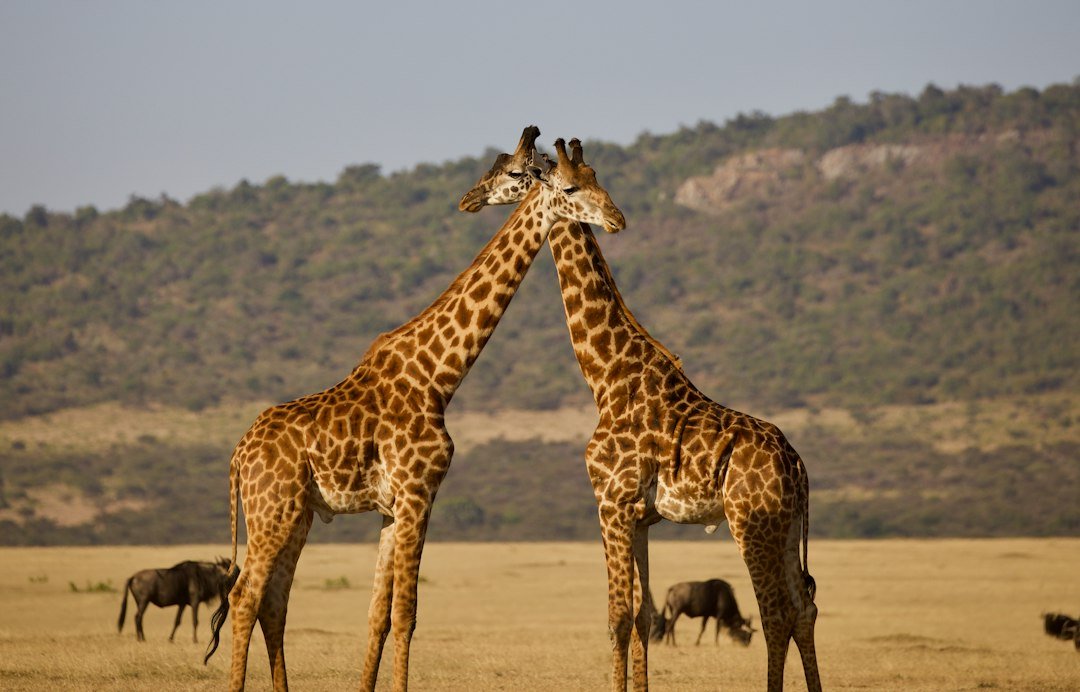 Dos jirafas en la sabana de Tanzania — Tartaruga Safaris