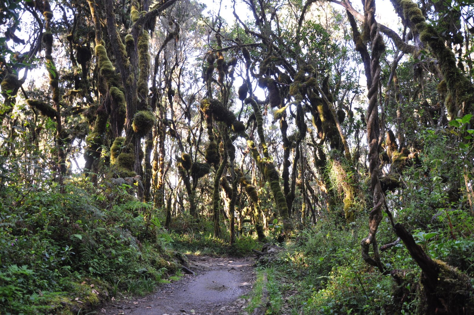 Tree canopy beside the Kilimanjaro forest trail in 2009
