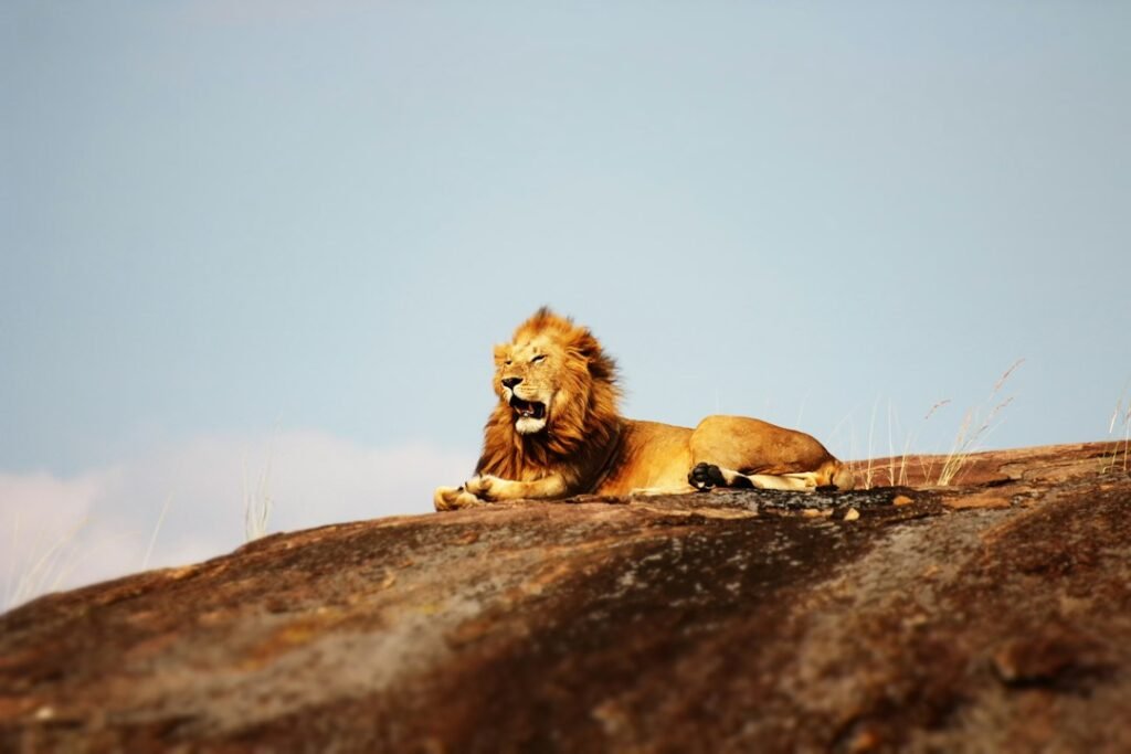 Male lion resting on a rocky outcrop in the Serengeti — Tartaruga Safaris